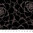 Roses - Black