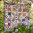 Star Flowers - kit