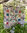 Star Flowers - Free pattern