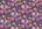 Zinnia Show - Mauve
