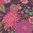 Happy Blooms - Plum