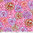 Picotee Carnations - Pink